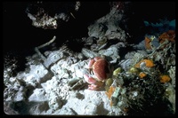 : Carpilius corallinus; Batwing Coral Crab