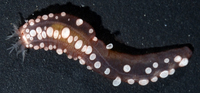 : Chiridota hawaiiensis