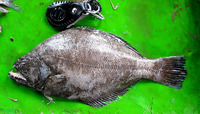 Psettodes erumei, Indian spiny turbot: fisheries