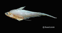 Coilia dussumieri, Goldspotted grenadier anchovy: fisheries