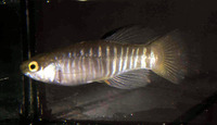 Aphanius fasciatus, : aquarium