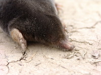 Talpa europaea - European Mole