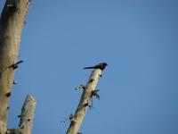 Image of: Poeoptera lugubris (narrow-tailed starling)