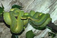 Chondropython viridis - Green tree python
