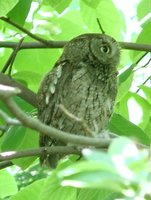 Eastern Screech-Owl - Megascops asio