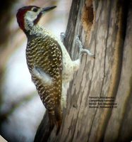 Bennett's Woodpecker - Campethera bennettii
