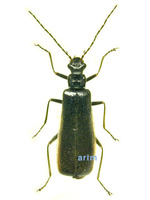 Hatchiana rosinae - 극동병대벌레