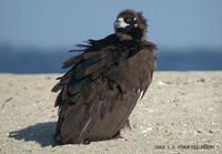독수리 Black vulture Aegypius monachus