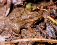 : Crinia parinsignifera; Eastern Sign-bearing Froglet