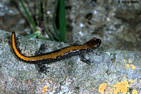 : Plethodon idahoensis; Coeur D'alene Salamander