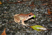 : Rana amamiensis; Amami Tip-nosed Frog