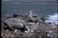 : Creagrus furcatus; Swallow-tailed Gull