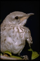 : Mimus polyglottos; Northern Mockingbird