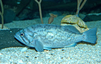 : Sebastes mystinus; Blue Rockfish