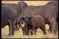 : Syncerus caffer; Buffalo