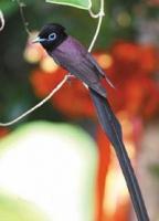 拉丁文学名：Terpsiphone atrocaudata 英文名:Japanese Paradise-flycatcher
