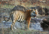 Male Tiger (B1) (Panthera tigris) snarling. Bandhargarh N.P., India.