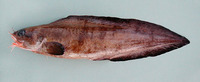Brotula barbata, Bearded brotula: fisheries, gamefish