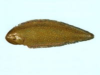 Paraplagusia bilineata, Doublelined tonguesole: fisheries
