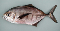 Uraspis secunda, Cottonmouth jack: fisheries, gamefish