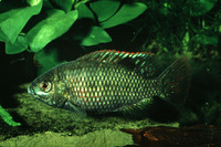 Tilapia sparrmanii, Banded tilapia: fisheries, aquaculture, gamefish