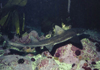 Triakis megalopterus, Sharptooth houndshark: fisheries, gamefish, aquarium