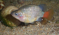 Xenotoca eiseni, Redtail splitfin: aquarium