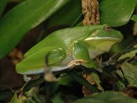 Litoria infrafrenata - Giant Tree Frog