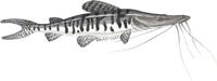 Image of: Pseudoplatystoma fasciatum (tiger catfish)