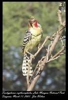 Red-and-yellow Barbet - Trachyphonus erythrocephalus