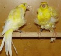 * Northern Dutch Frill Canaries