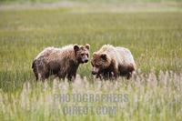 Coastal Brown Bear , ( Ursus arctos ) in the grass flats along the coast of Cook Inlet , Lake Cl...
