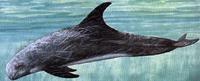 Risso's Dolphin can grow to 12 feet long and weigh up to 1,100