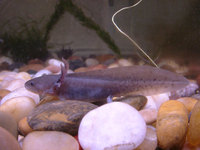 : Ambystoma mexicanum; Axolotl, Mexican Axolotl