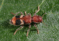 : Enoclerus sp.