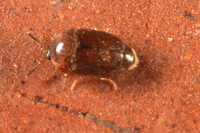 : Sericoderus sp.