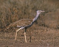 ...Arabian Bustard is one of those desirable species that is still quite easy to see in the Awash a