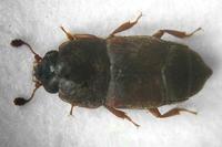 Carpophilus obsoletus - Sap Beetle