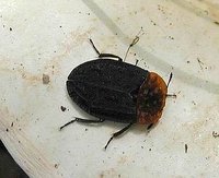 Oiceoptoma thoracicum - Red-breasted Carrion Beetle