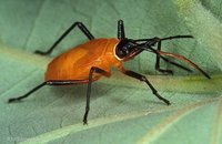 Heteroptera - True Bugs