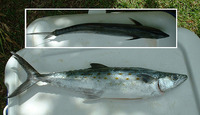 Scomberomorus sierra, Pacific sierra: fisheries, gamefish