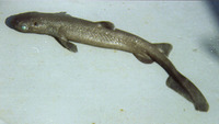 Dalatias licha, Kitefin shark: fisheries