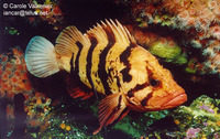 Sebastes nigrocinctus, Tiger rockfish: fisheries, gamefish, aquarium