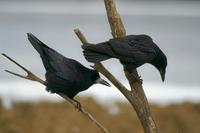 Corvus frugilegus - Rook