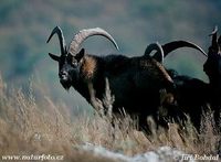 Capra hircus aegagrus - wild goat