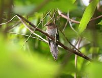 Brush Cuckoo - Cacomantis variolosus