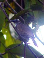 White-streaked Friarbird - Melitograis gilolensis