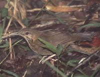 Short-tailed Scimitar Babbler - Jabouilleia danjoui