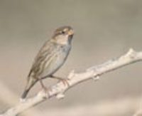 Mike Danzenbaker's Spanish Sparrow (Passer hispaniolensis) Photo Page