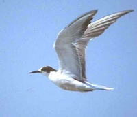 White-cheeked Tern - Sterna repressa